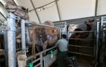 Julien Job, propriétaire de "La Camelerie", une ferme de chameaux,  trait ses chamelles à Feignies, le 16 juin 2025 dans le Nord