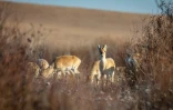 Des gazelles à Bayandun, dans la province de Dornod, le 27 octobre 2022 en Mongolie orientale