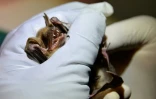 Un chiroptérologue examine une chauve-souris, le 9 juillet 2021 à Noyal-Muzillac, dans l'ouest de la France