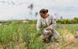Une apicultrice inspecte des plants de luzerne à Bouleuse, dans la Marne, le 6 août 2026