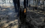 Des arbres brûlés le 4 septembre 2024 après un incendie dans la Forêt nationale de Brasilia, au Brésil, pays touché par une sécheresse historique