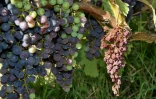 Raisin attaqué par le mildiou dans le Bordelais, en août 2018