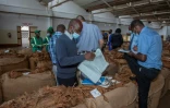 Du tabac séché vendu en salle des ventes à Lilongwe, le 20 avril 2022