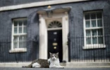 Le chat Larry tranquillement installé devant le 10 Downing Street, le 10 juillet 2019