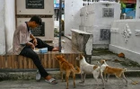 Des chiens sont rassemblés autour d'un homme qui mange dans le cimetière Nord de Manille le 24 octobre 2025