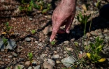 Le forestier Elias Apostolidis montre une pousse de pin sur l'île d'Evia, en Grèce, le 16 juin 2022