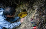 A mains nues Yip Ki-hok, retire un rayon de cire de miel d'un trou où prolifèrent des abeilles sauvages, dans les environs de Hong Kong le 14 février 2019