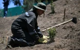 L'ancien major Gustavo Soto plante un arbre Ă Usme, au sud de Bogota, le 16 avril 2024 en Colombie