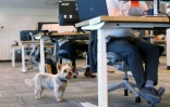 Le Yorkshire terrier Samson dans les locaux de l'entreprise Chandos Bird, le 4 mai 2022 à Ottawa, au Canada 