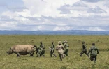 Des vétérinaires et des rangers s'activent autour d'un rhinocéros devant être transféré dans un autre parc, dans le parc national de Nakuru, au Kenya, le 7 juin 2025 