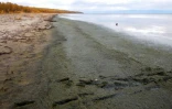 Une photo de presse prise le 23 septembre 2017 et fournie par Oleg Timoshkin, biologiste à l'Institut de limnologie de l'Académie russe des sciences à Irkoutsk, montre les rives du lac Baïkal, dans le sud de la Sibérie orientale, en Russie