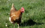 Une poule retraitée dans le jardin de la ferme de Coussac-Bonneval (40 km au sud de Limoges), le 6 avril 2018