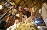Emma Billet procède à la tonte d'un mouton, le 21 février 2018 à Trangie, en Australie