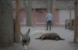 Une femme âgée marche dans la cour d'un refuge pour seniors à Kharkiv, en Ukraine, le 26 mars 2025