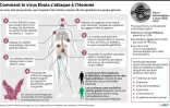 Comment le virus Ebola s'attaque à l'Homme