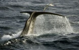 Un cachalot  au large de l'archipel des Crozet, dans l'Océan Indien, le 01 juillet 2007