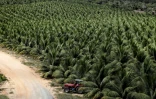 Cocoteraie de Frysk Industrial, filiale du groupe américano-brésilien Aurantiaca, près de la ville de Conde à 200 km au nord de Salvador (Brésil), le 22 mars 2018