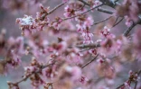 La neige et le gel recouvre les cerisiers en fleur à Centreville (Maryland, nord-est) le 21 mars 2018
