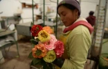Une employée porte des roses dans une plantation à Cayambe en Equateur le 8 février 2019