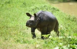 Un rhinocéros le 2 juin 2016 dans le parc national de Kaziranga en Inde