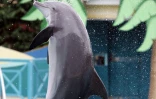 Un dauphin du Marineland d'Antibes (Alpes-Maritimes), photographié le 1er octobre 2005