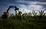 Une pince mécanique déracine des vignes, le 18 avril 2024 à Saint-Martin-de-Sescas, en Gironde