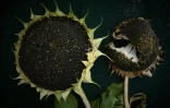 Des tournesols asséchés par la canicule dans un champ à Saint-Ciers-sur-Bonnieure, dans le sud-ouest de la France, le 8 août 2022