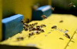 Des abeilles à l'entrée d'une ruche dans une ferme apicole, le 13 mai 2020 à Plasa, en Albanie