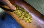 Des granulés d'or, amenés à être fondus pour la confection d'une Palme d'or cannoise, le 21 avril 2026, dans un atelier de la maison Chopard à Meyrin, près de Genève 