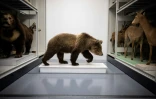 L'ourse des Pyrénées Cannelle dans le laboratoire de taxidermie du Muséum d'histoire naturelle de Toulouse, dans le sud-ouest de la France, le 17 janvier 2023