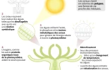 Les étapes du blanchissement du corail 