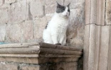 Le chat Anastasia devant le Palais du recteur à Dubrovnik, en Croatie, le 30 mars 2022