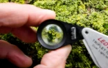 Un lichen sur un arbre vu Ă travers une loupe, le 26 mars 2021 Ă Rennes