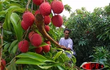 Le letchi va être mis à l'honneur dans les fermes auberges de 'l'île le vendredi 19 décembre 2003