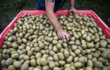 Un employé examine des kiwis cultivé dans une serre dont le toit est en partie constitué de panneaux photovoltaïques, au Temple, le 3 octobre 2025 en Gironde