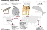 L'impact du commerce mondial sur la biodiversité