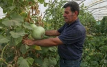 L'agriculteur kurde Hamid Ismaïl Abdulrahmane montre les produits de sa ferme près Halabja, le 6 juillet 2022 en Irak
