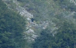 Un ours brun dans le parc naturel de Somiedo, dans les Asturies, le 28 août 2019 en Espagne