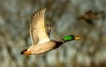Pour rejoindre l'Afrique, les oiseaux migrateurs n'ont que deux routes: la vallée du Rhône, où la grippe aviaire H5N1 a sévi à l'hiver 2006, ou la Gascogne, touchée pour la deuxième année consécutive