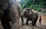 Un mahout accompagne des éléphants, le 4 juin 2020 à Baan Na Klang, en Thaïlande