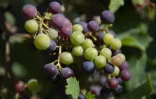 Une grappe de raisin du vignoble Torres, le 27 juillet 2021 à Tremp, près de Lleida, dans le piémont pyrénéen