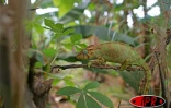 Tranquille comme un caméléon (lendormi en créole réunionnais)