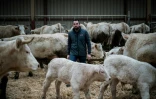 Jean-Marie Goujat au milieu de ses vaches, le 27 janvier 2020 dans sa ferme de Cours-la-Ville, dans le Rhône