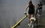 Une femme promène son chien devant des tuyaux d’arrosage déversant de l’eau pour apporter un peu de fraîcheur face à la chaleur estivale, dans le cadre des mesures d’adaptation climatique de Cologne, dans l’ouest de l’Allemagne, le 25 juin 2026
