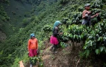 Des indigènes transgenres travaillent dans une plantation de café à Santuario, en Colombie, le 10 mai 2019