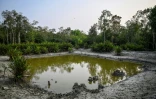 Un étang d'eau douce au sein d'une forêt marécageuse des Sundarbans, à Dacope, créé pour soutenir la faune sauvage et contribuer à l'augmentation de la population de tigres royaux du Bengale, le 30 mars 2026 au Bangladesh