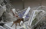 Un chien de recherche dans les décombres  d'un immeuble en construction qui s'est effondré à Bangkok, le 29 mars 2025 en haïlande, au lendemain d'un puissant séisme en Birmanie