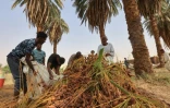 Récolte des dattes à Barkal, dans le nord du Soudan, le 15 septembre 2023