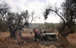Des bénévoles palestiniens inspectend une oliveraie incendiée par des colons israéliens près de Ramallah, en Cisjordanie, le 16 octobre 2026