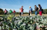 Le journaliste Douwe Korting informe les consommateurs locaux de l'état des champs de légumes de la ferme collective de Boxtel, le 13 octobre 2018